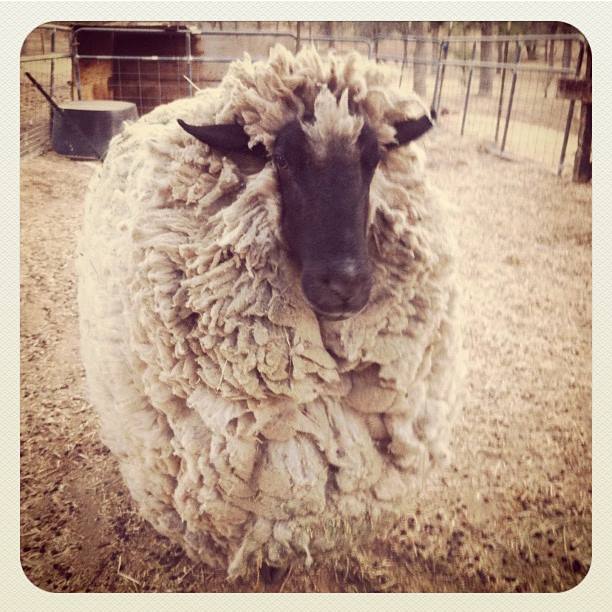 Obituary for a Sheep