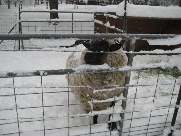 1351_1081807684586_4185_n